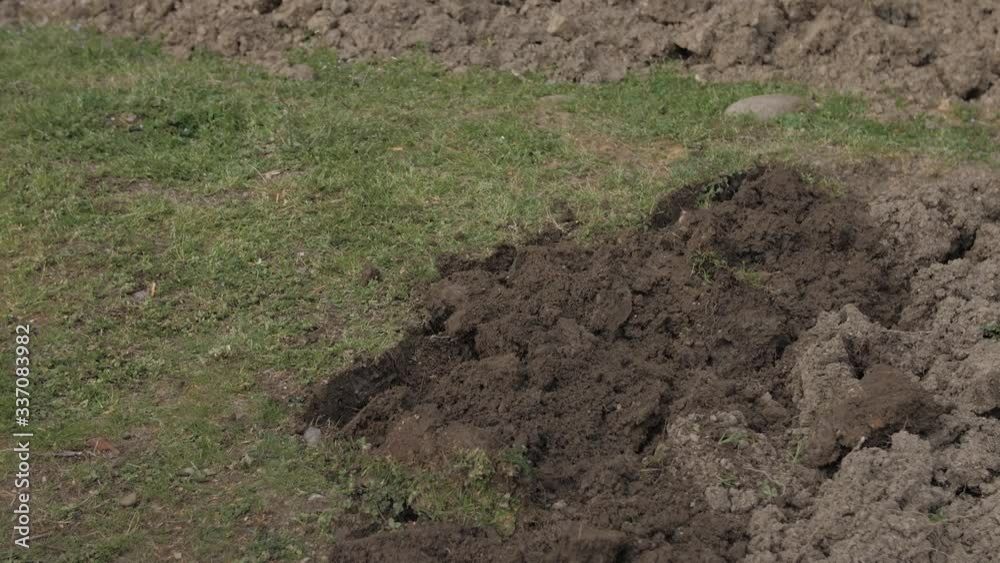 caucasian guy in mask digging in garden during quarantine self isolation caucasian guy in mask digging in garden during quarantine self isolation