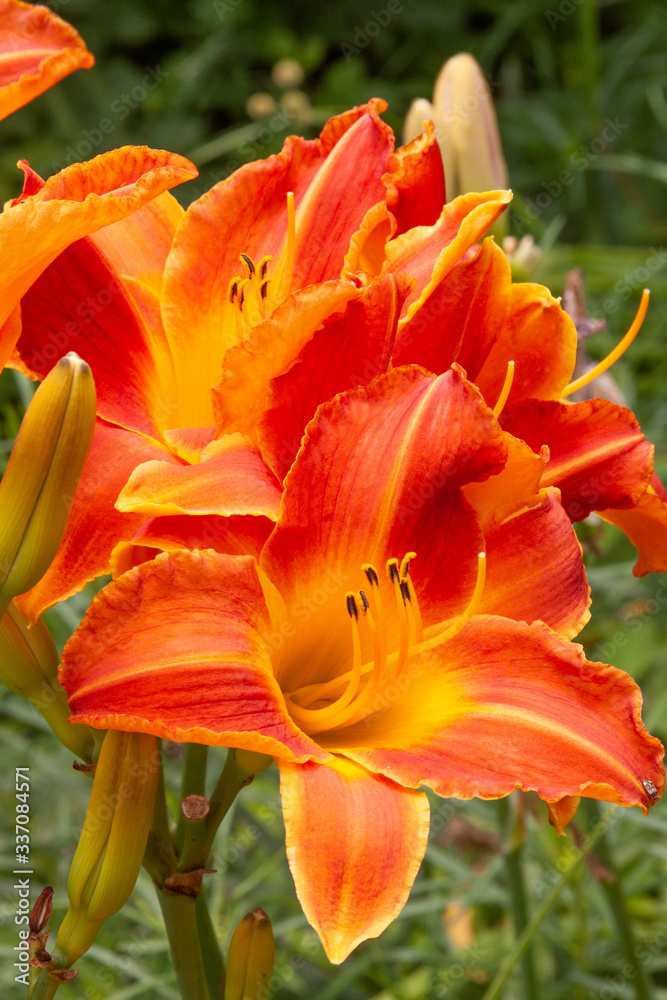 close orange daylily close orange daylily
