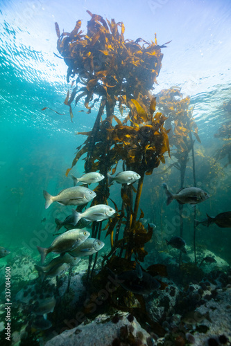 school of silver fish in a kelp forest photo