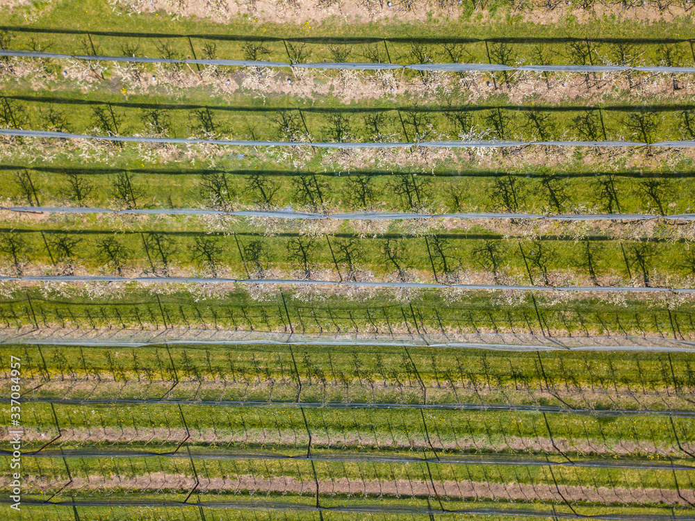 Aerial view of apple orchard with small trees blooming. Concept of organic agriculture. Aerial view of apple orchard with small trees blooming. Concept of organic agriculture.