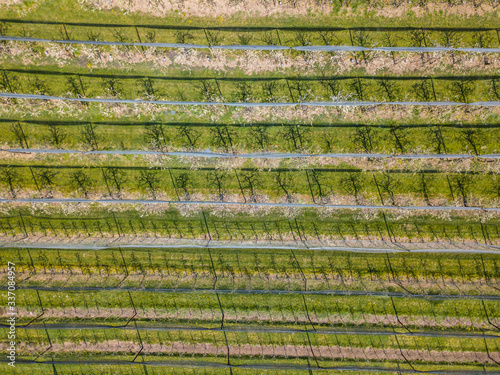 Aerial view of apple orchard with small trees blooming. Concept of organic agriculture.