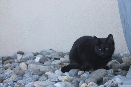 Fototapeta Naklejka Na Ścianę i Meble -  chat noir aux aguets dans la jardin
