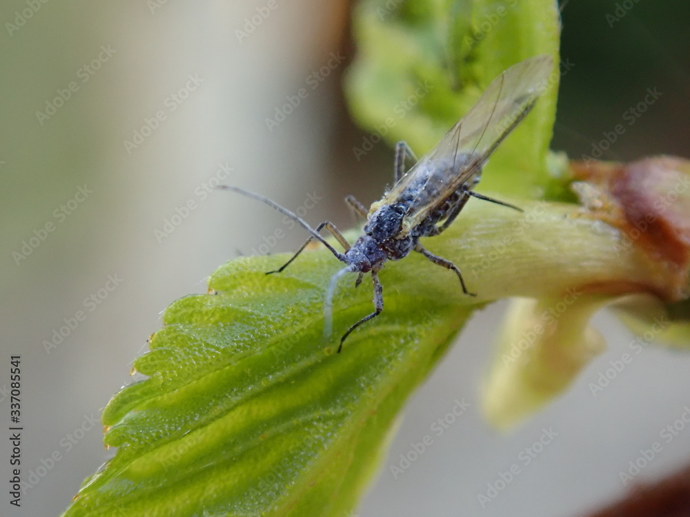 Fototapeta premium macro of a fly