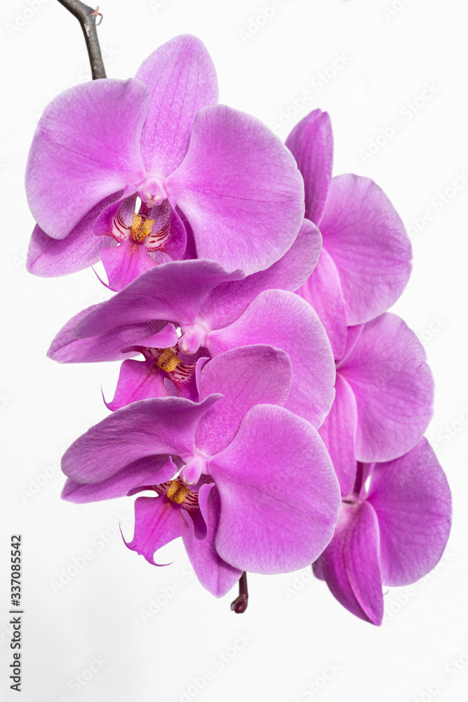 ramo di fiori di orchidea su fondo bianco ramo di fiori di orchidea su fondo bianco