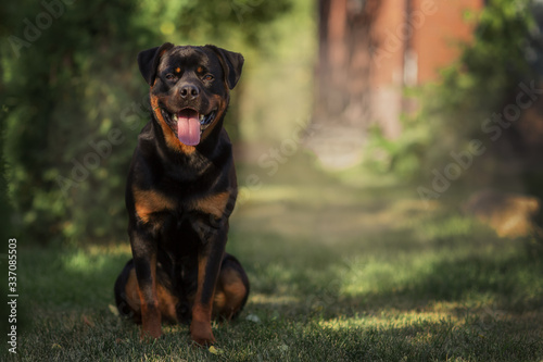 a black Rottweiler dog plays with a toy on the green grass