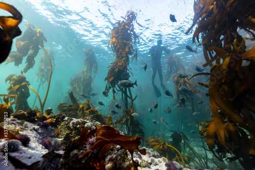 school of fish in a kelp forest with diver in the background photo