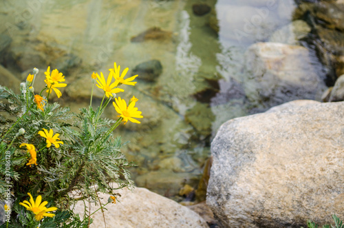 Beautiful yellow flowers on the coast of the pond. Sunny summer day. Close-up, background, copy space.