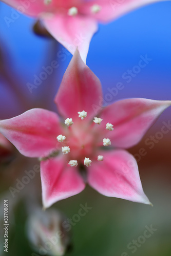Exotic succulent flower photo
