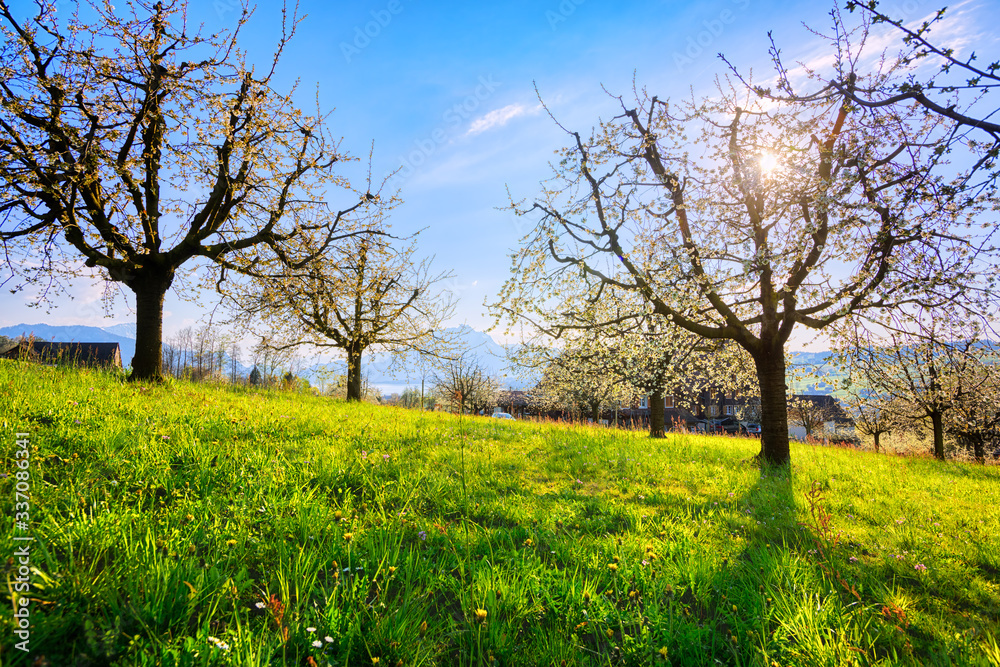 Cherry trees in blossom in Switzerland