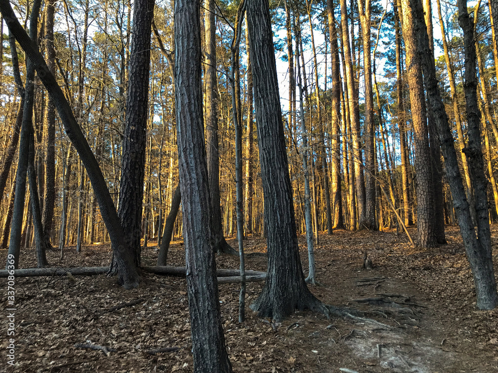 Umstead Forest, NC Umstead Forest, NC