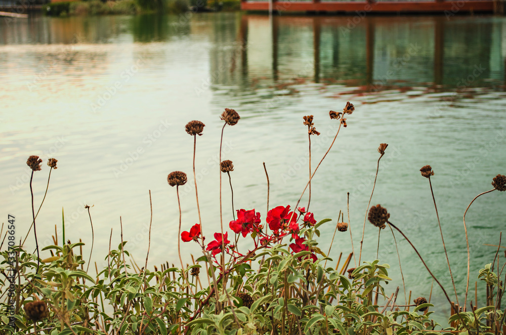Obraz premium background, beautiful, beauty, bloom, blossom, blue, botany, cascade, closeup, coast, color, colorful, day, flora, floral, flower, garden, gleam, gleaming, gold, grass, green, lake, landscape, landsca