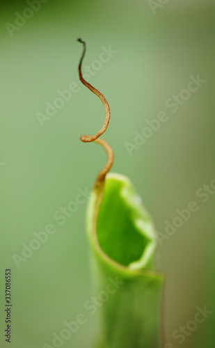 Curly end on unfolding banana leaf photo