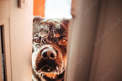 Принти на полотні Black Rottweiler dog on a walk in the winter forest