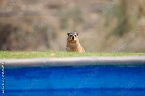 Rock hyrax (dassie) peers over edge of swimming pool, Namibia