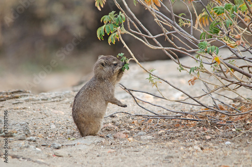 Rock hyrax (dassie) peers reaches out and pulls leaves to eat, in Namibia