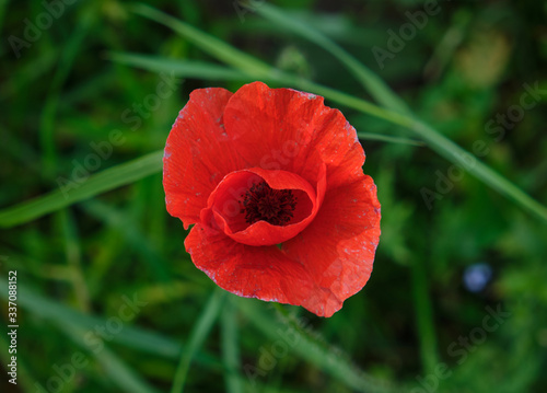 A red poppy flower in a green meadow