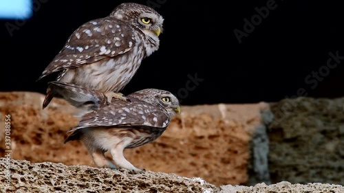 Little owl mating season. (Athene noctua)