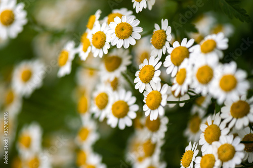 Chamomile flowers