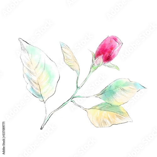 Pink flower bud with leaves isolated on white background. Art painting botanical illustration. Elegant watercolor drawing