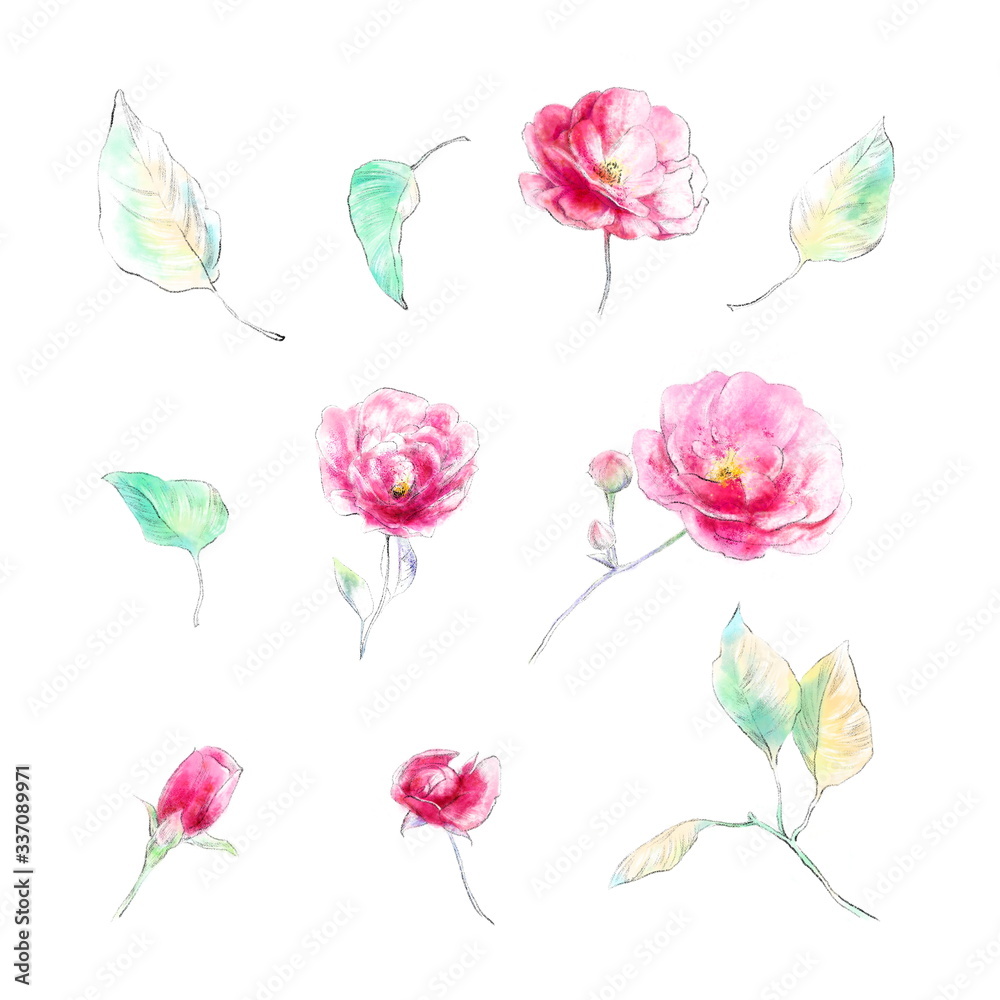 Pink flower with leaves and buds isolated on white background. Art painting botanical illustration elements. Elegant watercolor drawing set