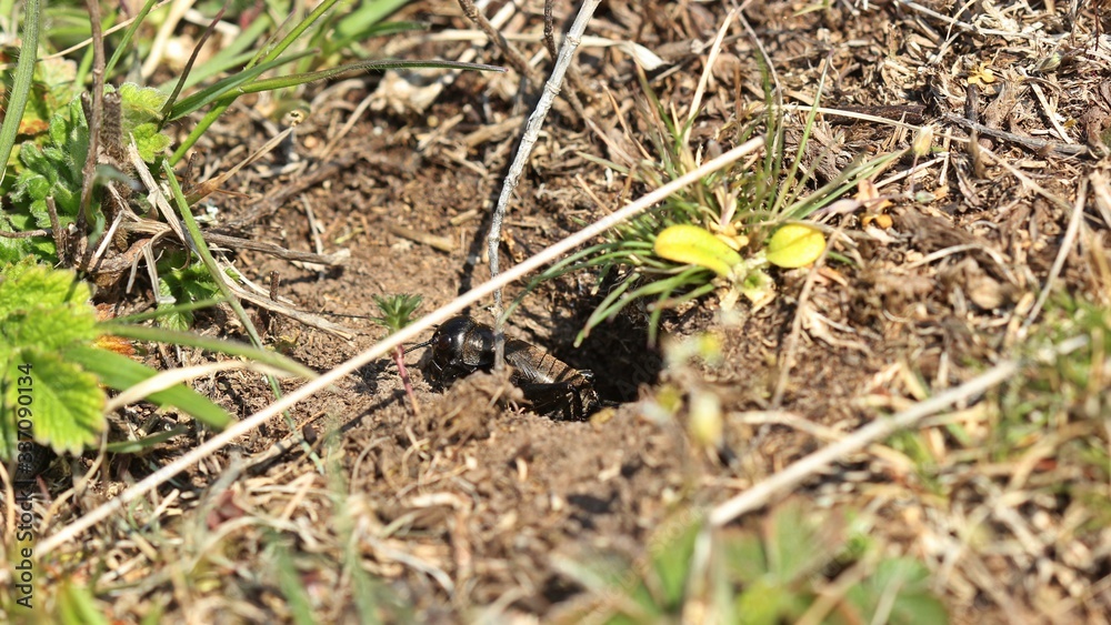 Subadulte männliche Feldgrille (Gryllus campestris) vor ihrer Wohnröhre