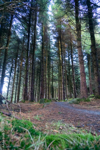 Irish Idyllic forest with it's magical green trees, moss, cones and plants. Wet conditions during spring. Selective focus, close up, narrow deep of field, low angle