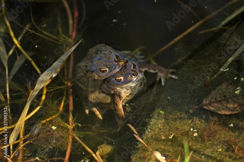 Erdkröten (Bufo bufo) bei  der Paarung im Gartenteich photo