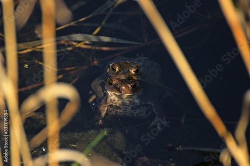 Erdkröten (Bufo bufo) bei  der Paarung im Gartenteich photo