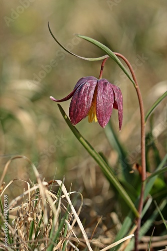 Schachbrettblumen (Fritillaria meleagris) auf Feuchtwiese.