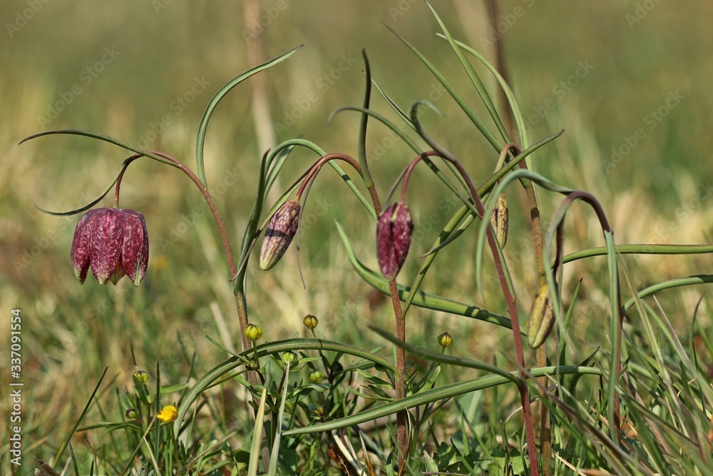 Schachbrettblumen (Fritillaria meleagris) auf Feuchtwiese. Schachbrettblumen (Fritillaria meleagris) auf Feuchtwiese.
