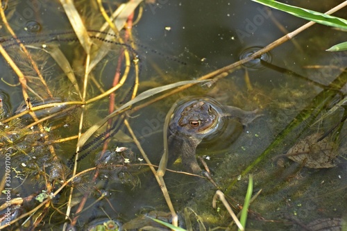 Männliche Erdkröte (Bufo bufo) mit Erdkrötenlaich im Gartenteich