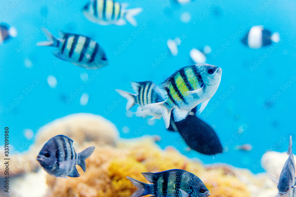 Fototapeta premium Coral reef underwater