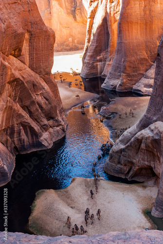 Guelta d'Archei waterhole near oasis, camels dringing the woater, Ennedi Plateau, Chad, Africa