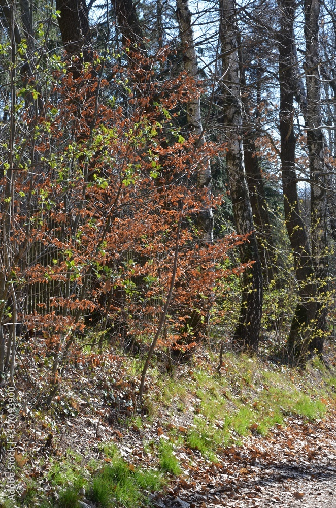 Fototapeta premium im Wald wird's Frühling 