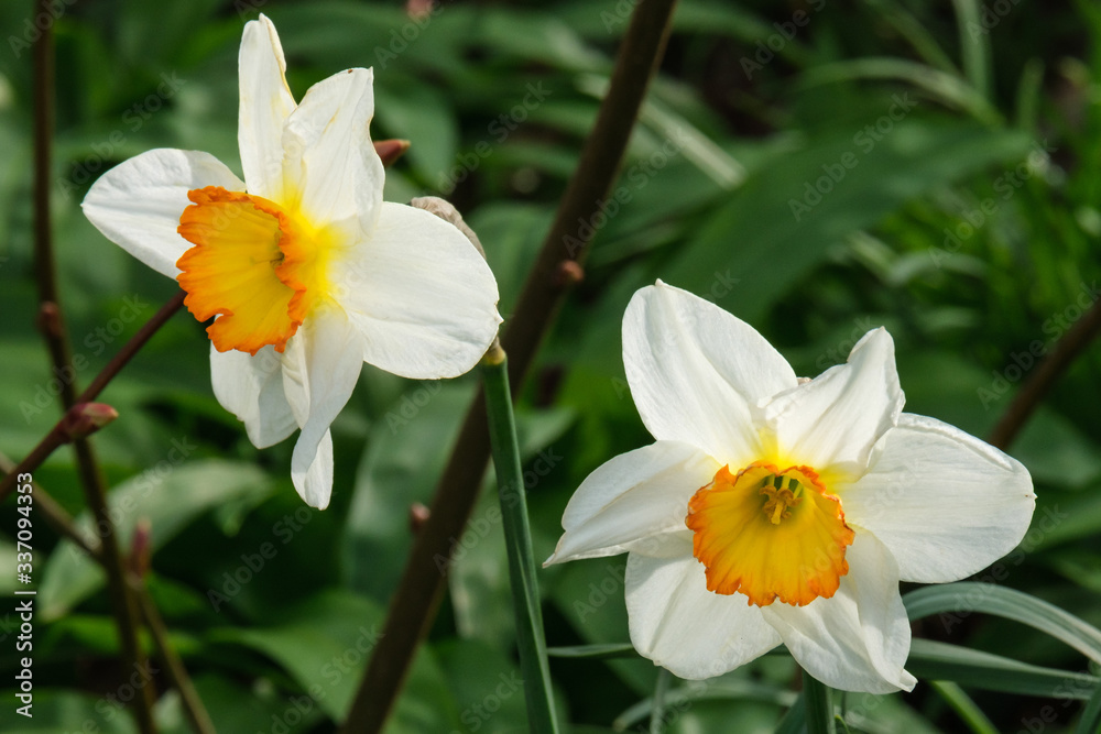 Daffodil, Botanical Garden, Belfast, Northern Ireland, UK Daffodil, Botanical Garden, Belfast, Northern Ireland, UK