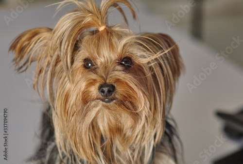 Puppy yorkshire terrier on the grey background