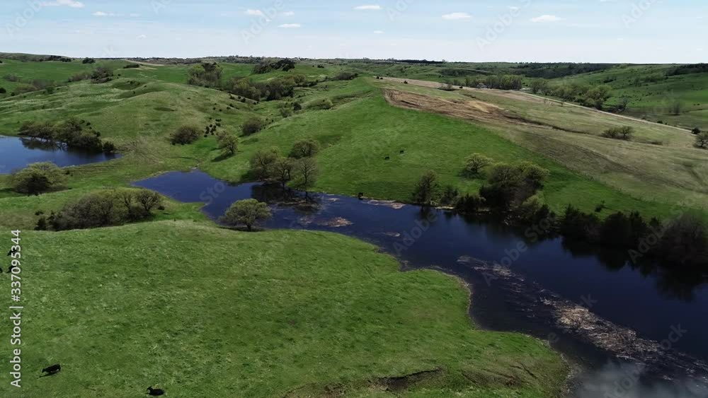 Wide aerial, open range cattle in countryside