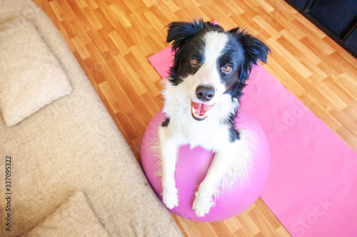 Stay Home Stay Safe. Funny dog border collie practicing yoga lesson with gym ball indoor. Puppy doing yoga asana pose on pink yoga mat at home. Calmness relax during quarantine. Working out at home.