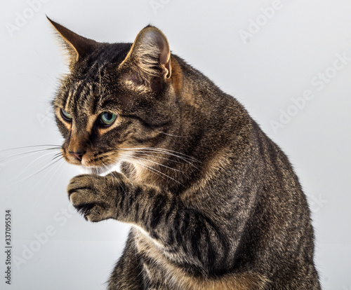 Jones the Cat is Ready to Fight