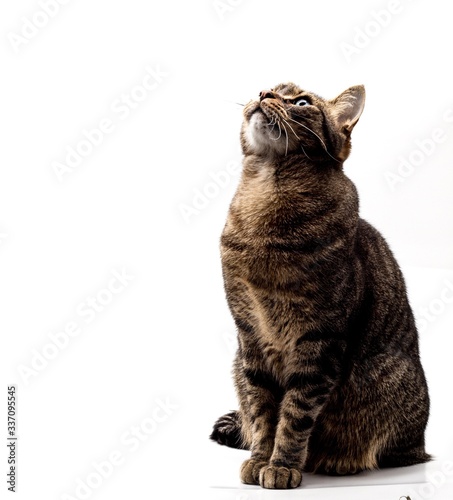 Jones the Cat looking up