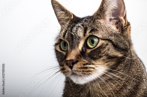 Jones the Cat on White