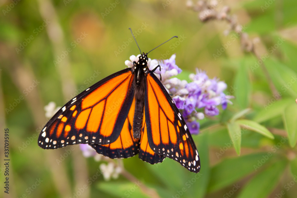 Naklejka premium monarch butterfly on chaste tree