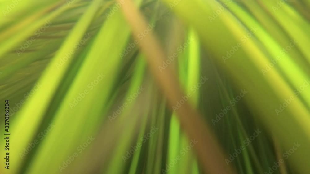 Underwater algae in the muddy green water of a shallow river