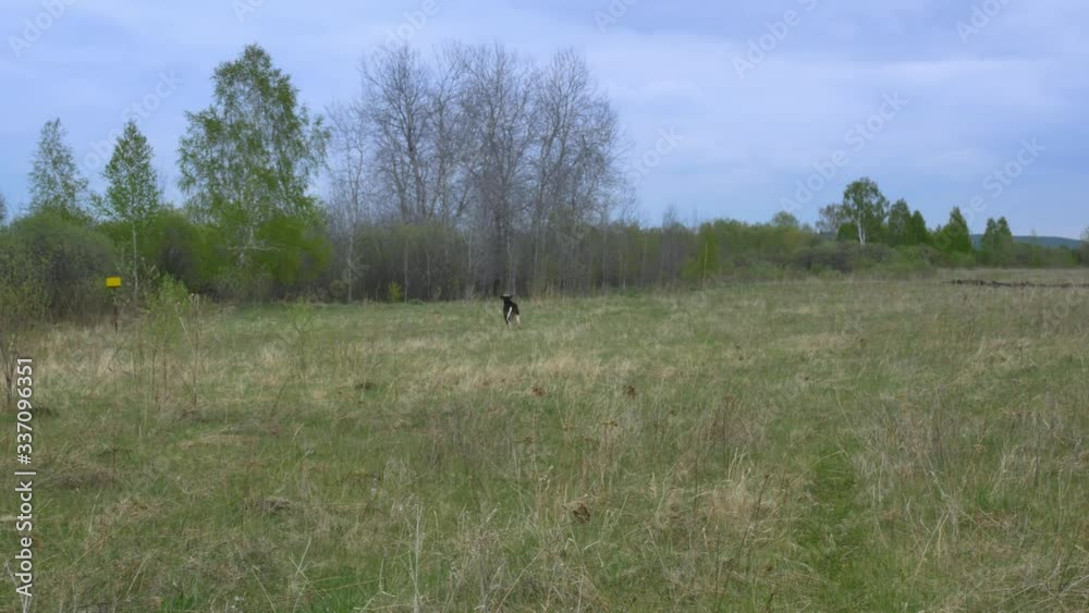The life of cows on an organic farm. A small black-and-white goby runs across the field, jumps and kicks. The life of cows on an organic farm. A small black-and-white goby runs across the field, jumps and kicks.