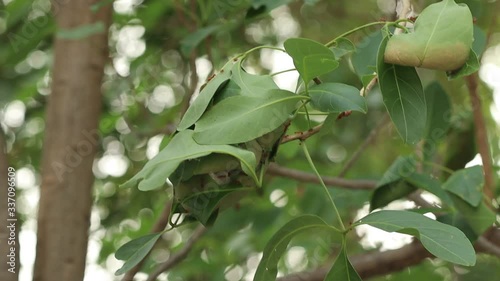 The ant's nest that uses the leaves on the tree