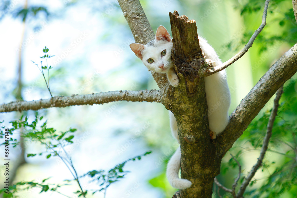 Beautiful cat on tree