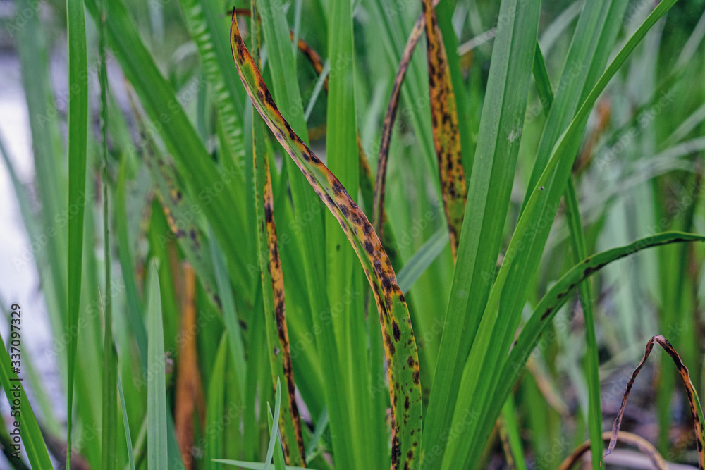 Obraz premium Reeds on the Lake . Swamp, reeds, water, plant, horsetail