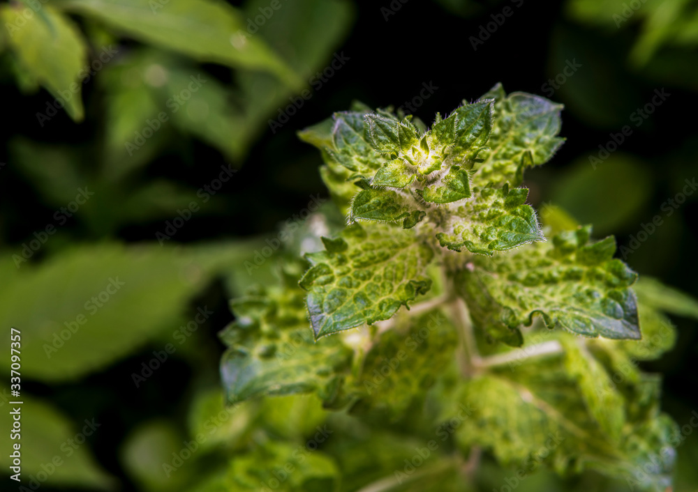 Fresh green mint grows in the garden close view Fresh green mint grows in the garden close view