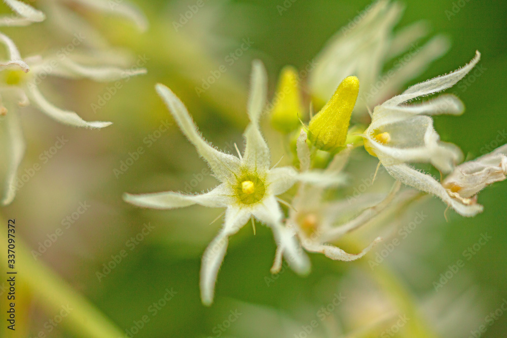 Swamp Lily Crinum pedunculatum asiaticum Swamp Lily Crinum pedunculatum asiaticum