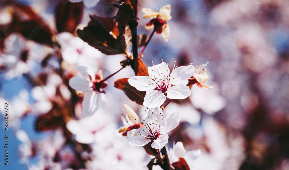 White flowers of a blooming Prunus serrulata or cherry blossom tree. Close-up photo. Blurry background. White flowers of a blooming Prunus serrulata or cherry blossom tree. Close-up photo. Blurry background.